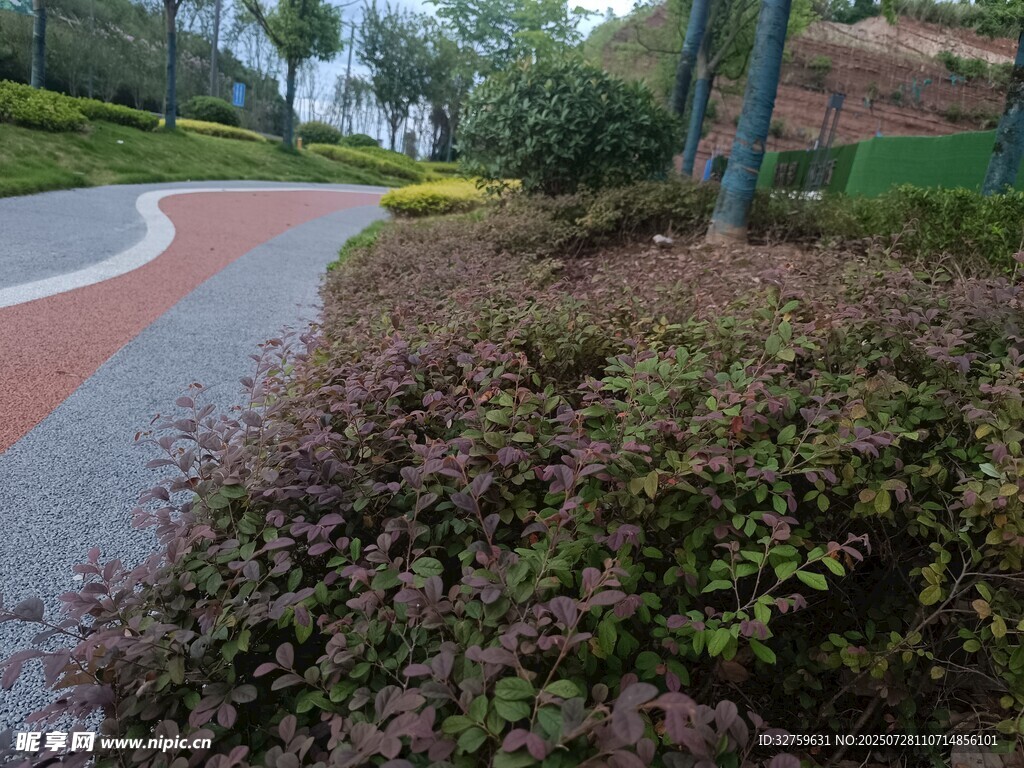 路边绿植景观