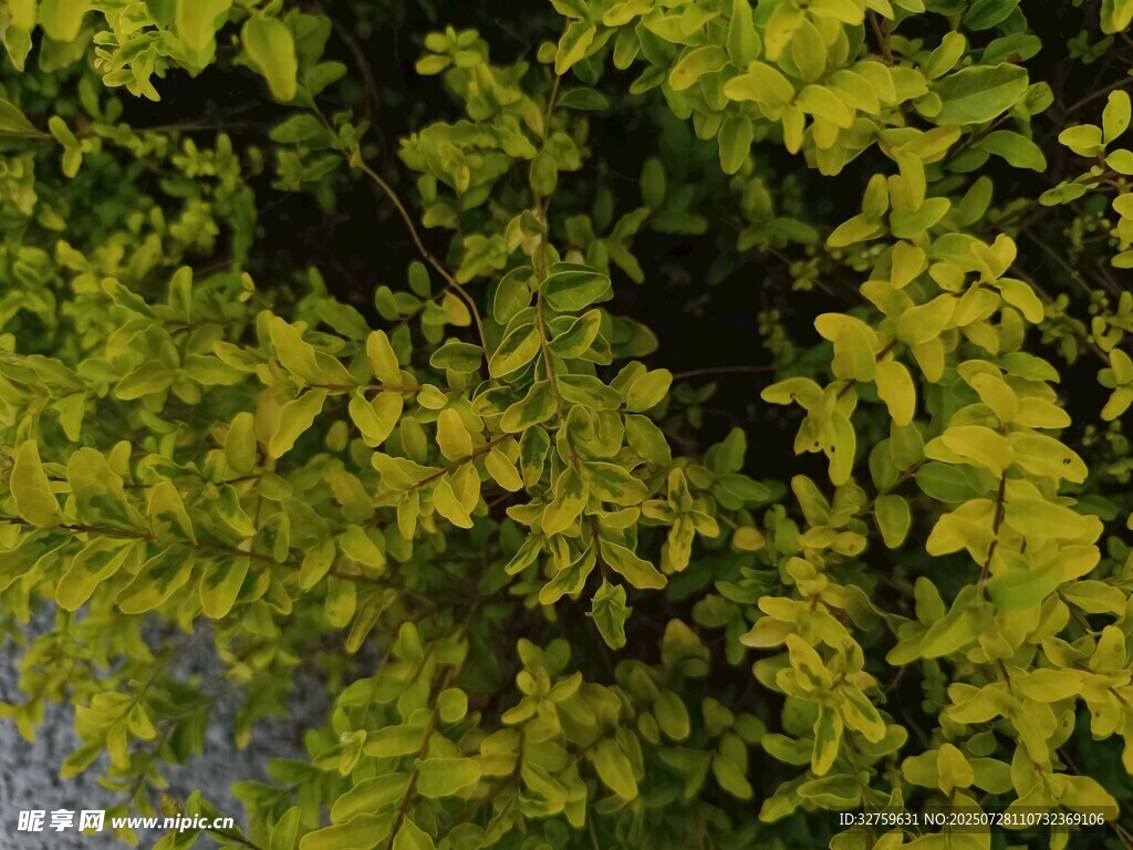 翠绿繁茂的树叶景观