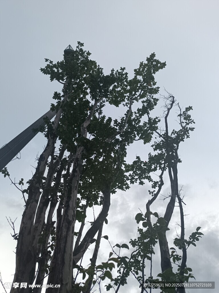 树木