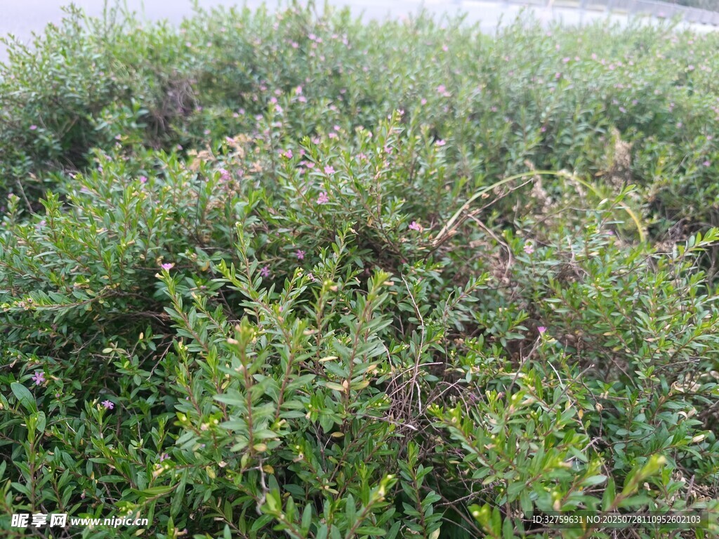 茂密绿植景观