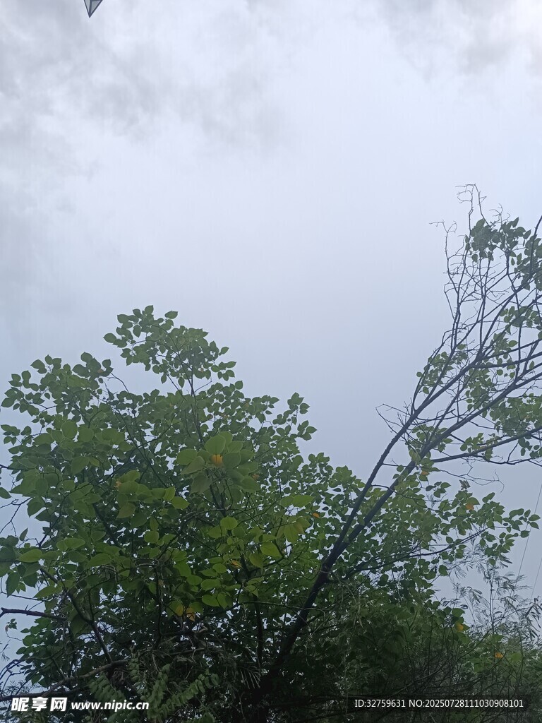 倾斜树木于阴天场景