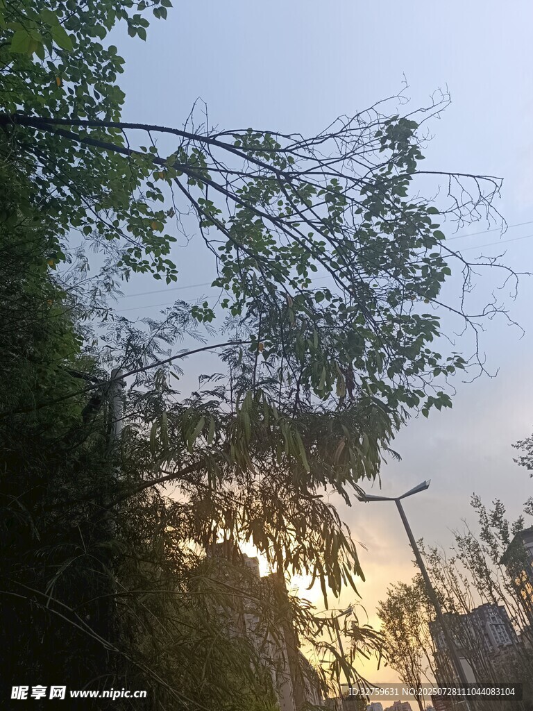 夕阳下的繁茂树木