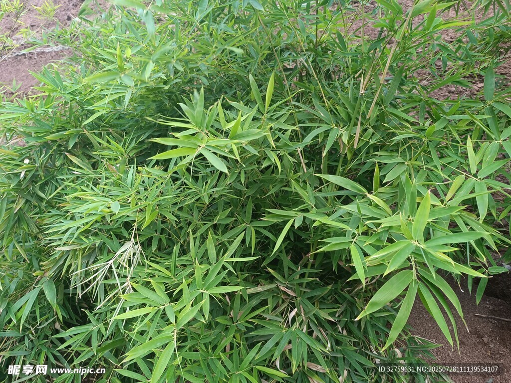 茂盛的绿色植物