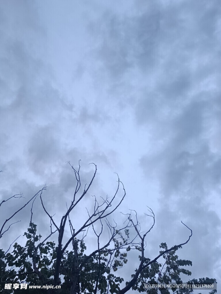 阴天树枝景象