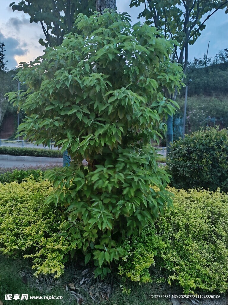 园林绿植景观