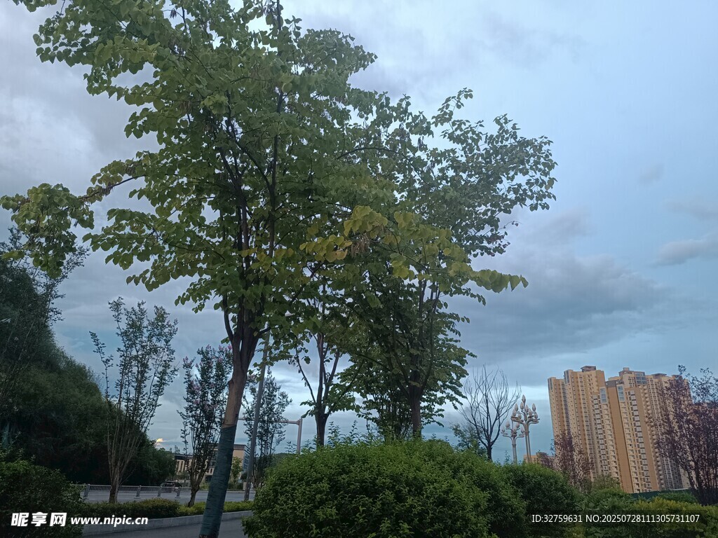 城市中的绿树与建筑景观