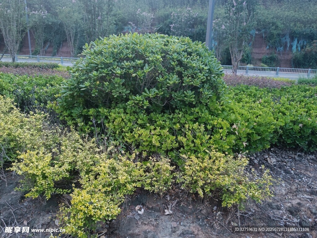 园林绿植景观