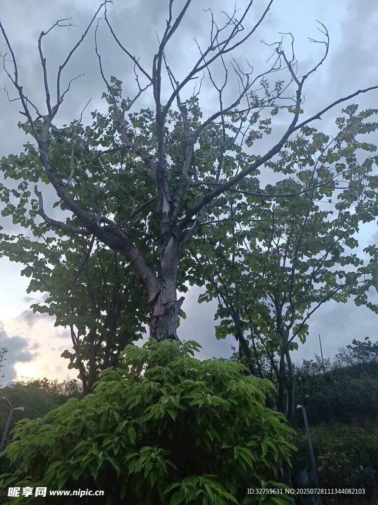 黄昏下的孤树与繁茂绿植