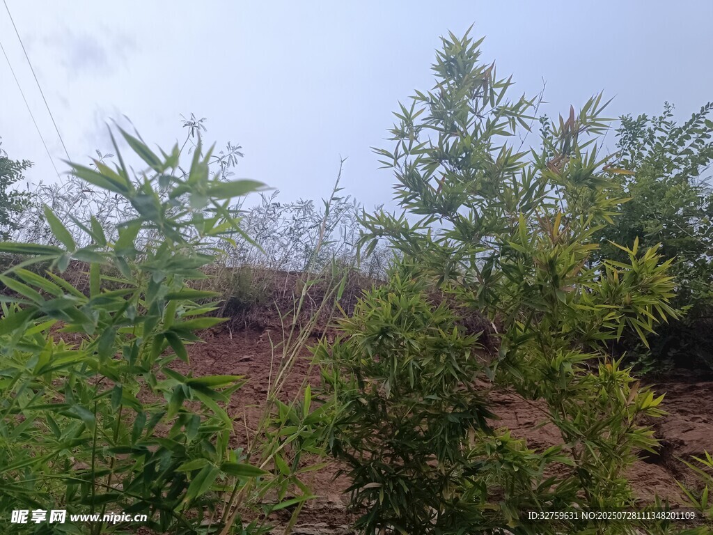 山坡绿植景观