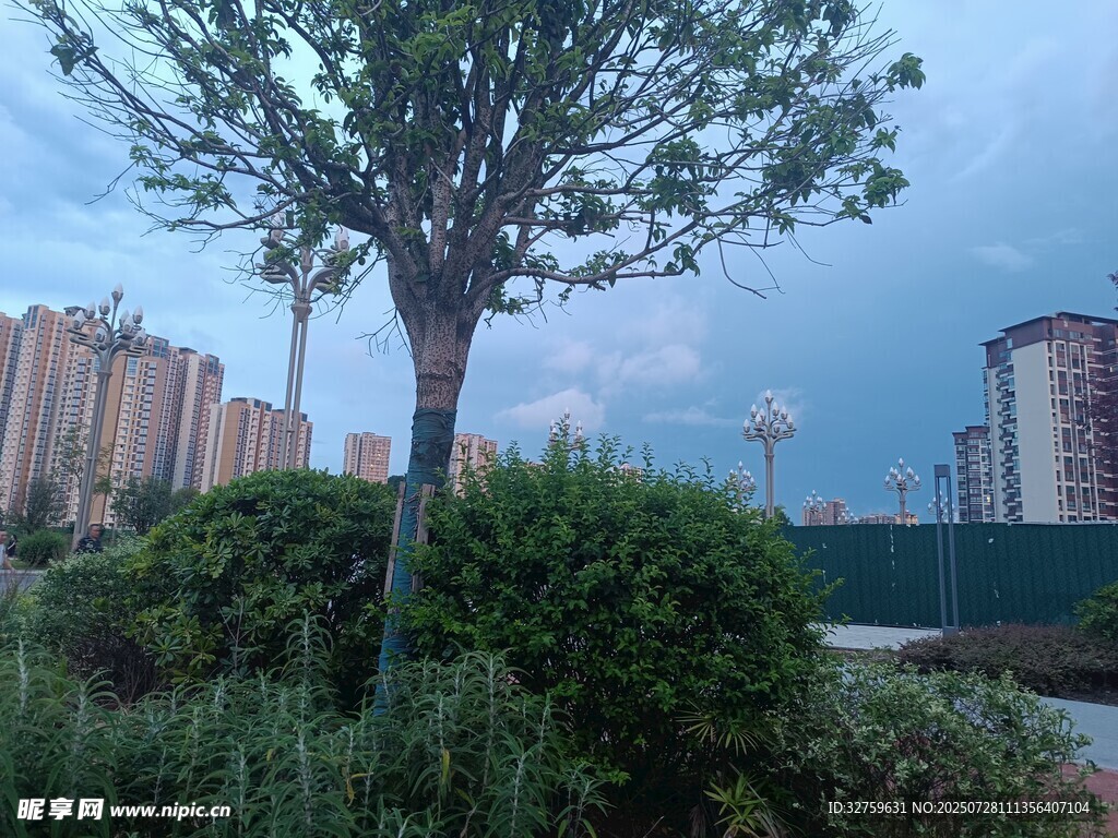 城市中的绿树与建筑景观