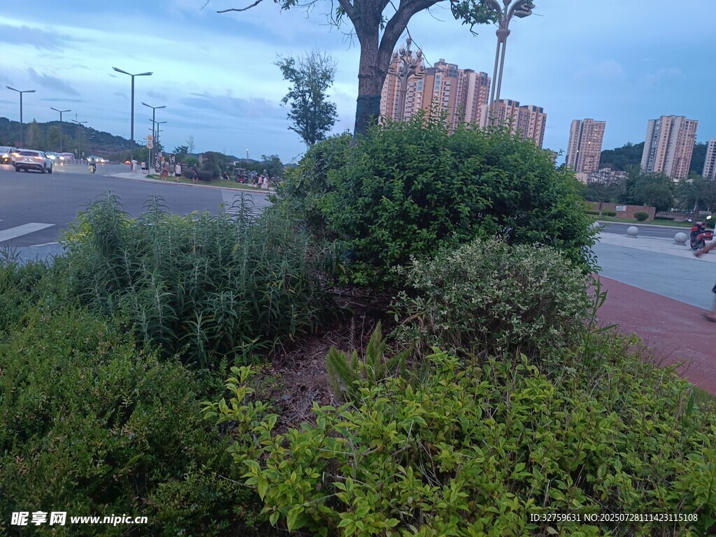 城市路边绿植景观