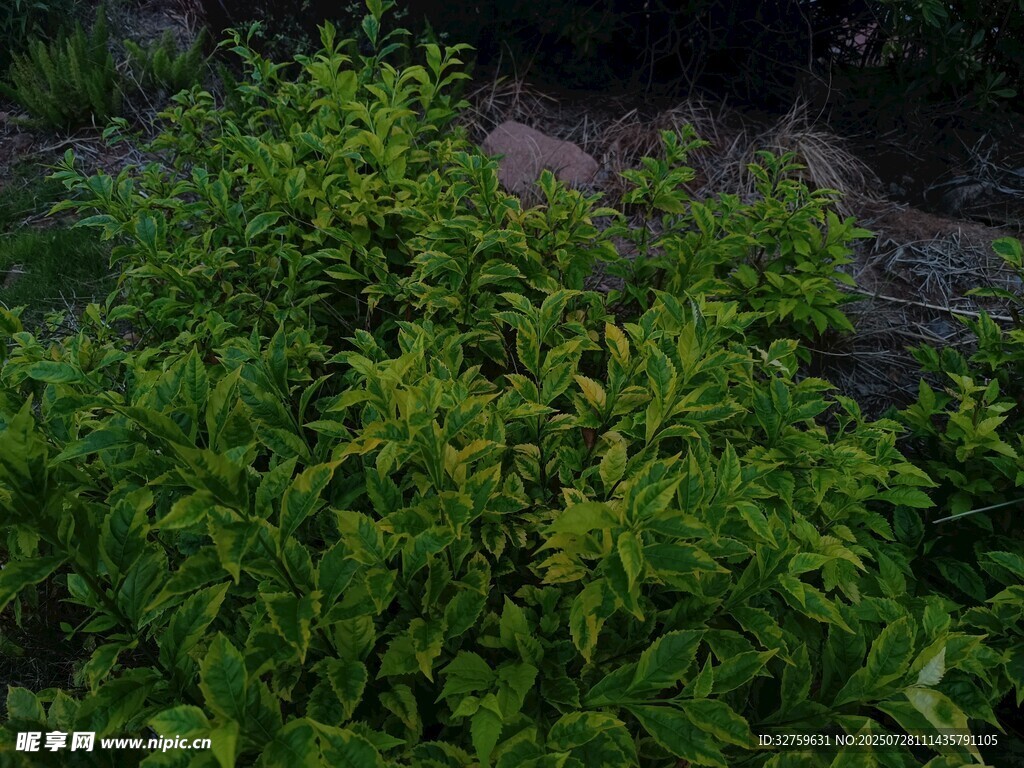 翠绿繁茂的植物景观