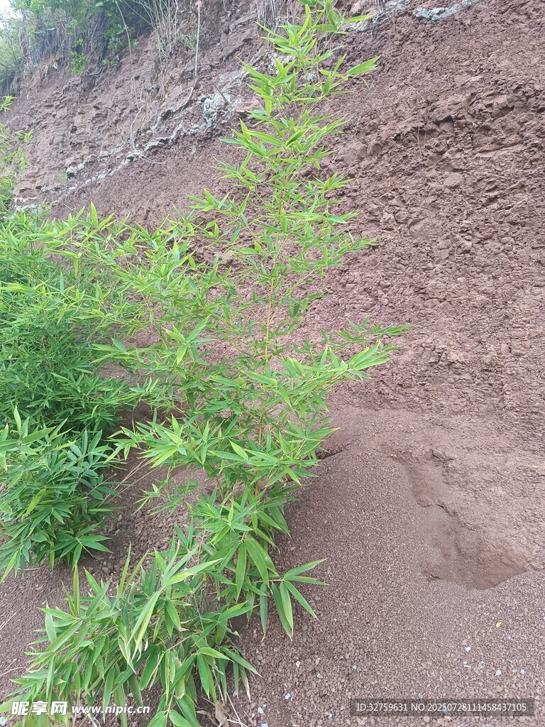 山坡边生长的绿色植物