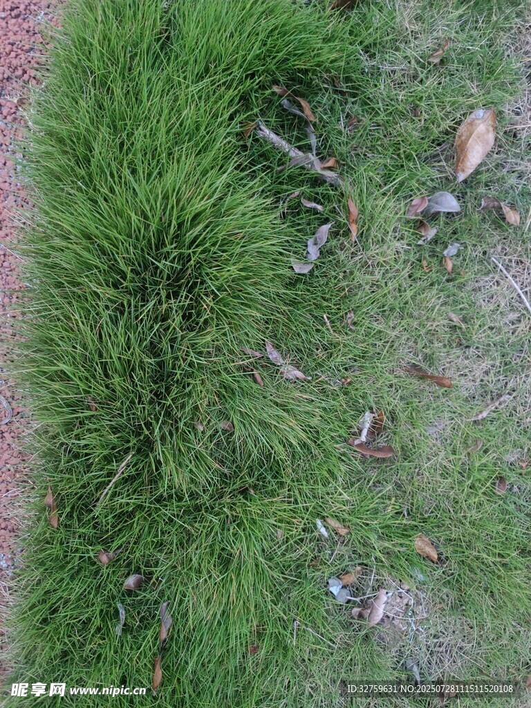翠绿草地边的自然景致