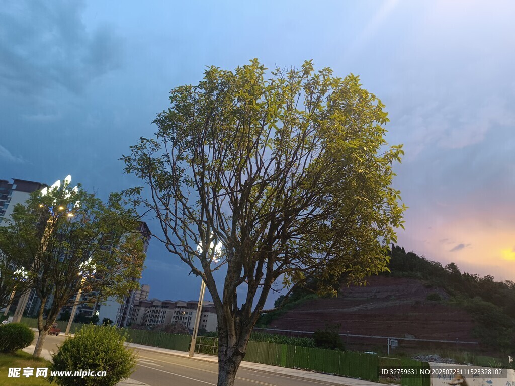 黄昏下的树木与远处景致