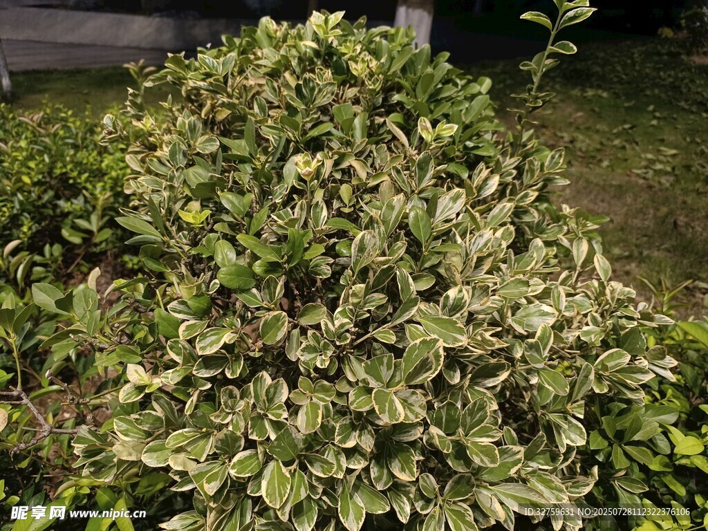 绿叶繁茂的灌木丛