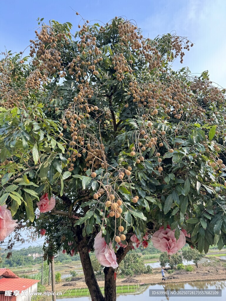 龙眼树