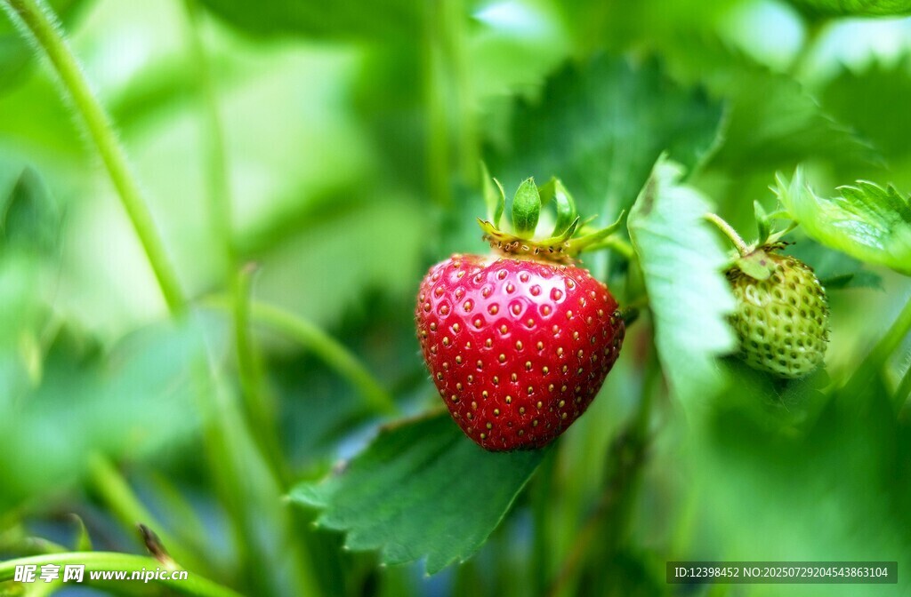 草莓