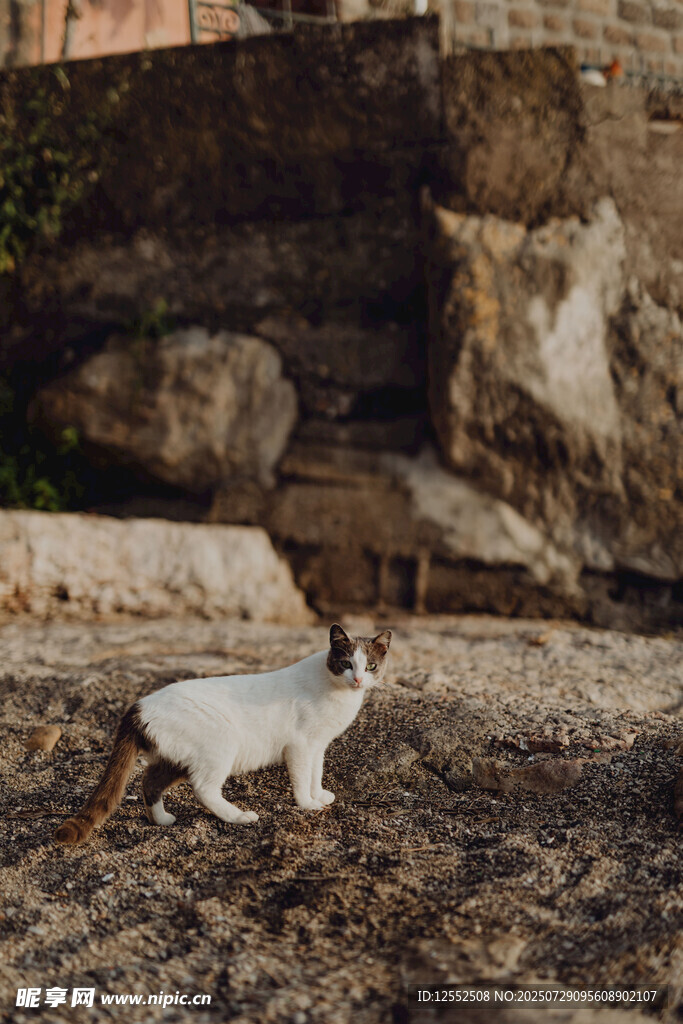 户外行走的白色猫咪