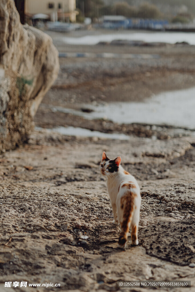 沙滩上的猫咪背影
