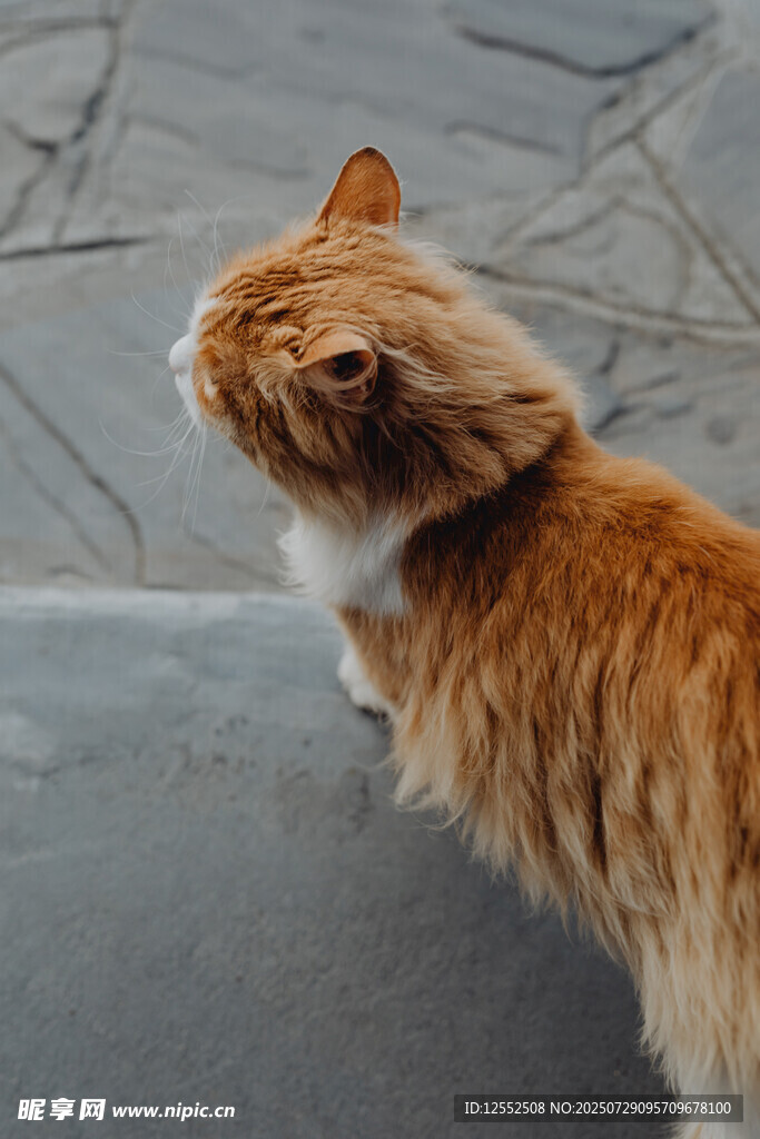橘猫眺望