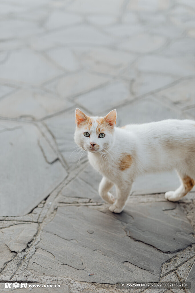 路上行走的可爱小花猫