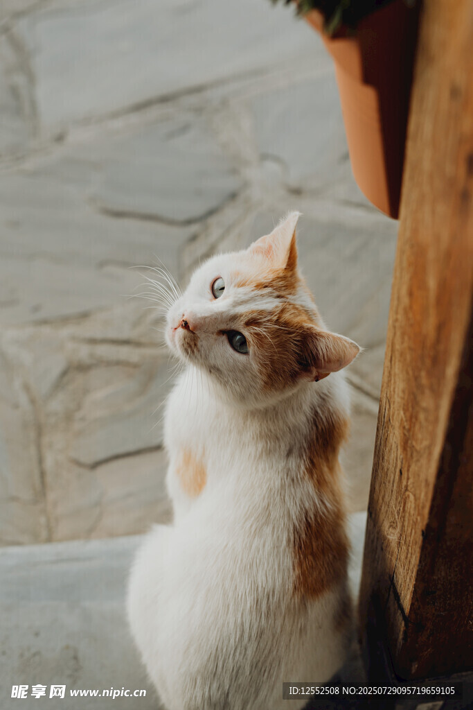 仰头猫咪好奇望