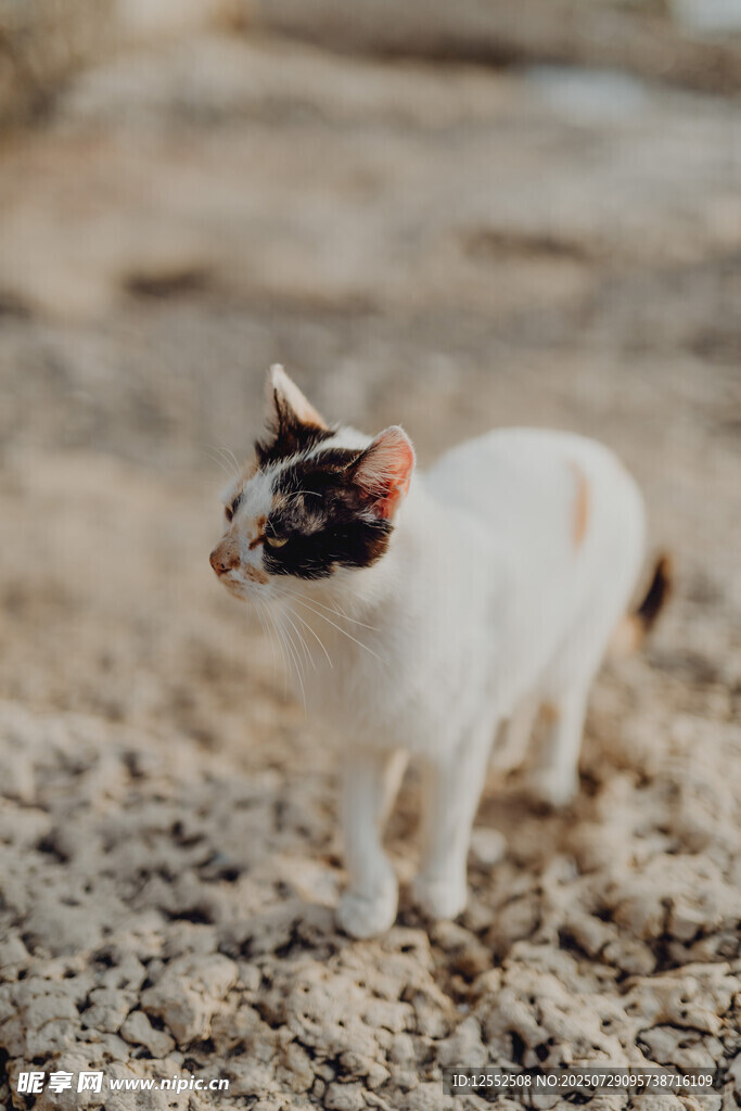 可爱三色小猫站在砂石上