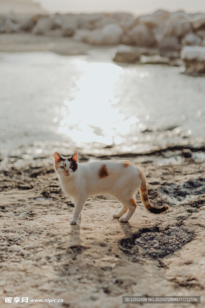 沙滩上漫步的三色猫咪