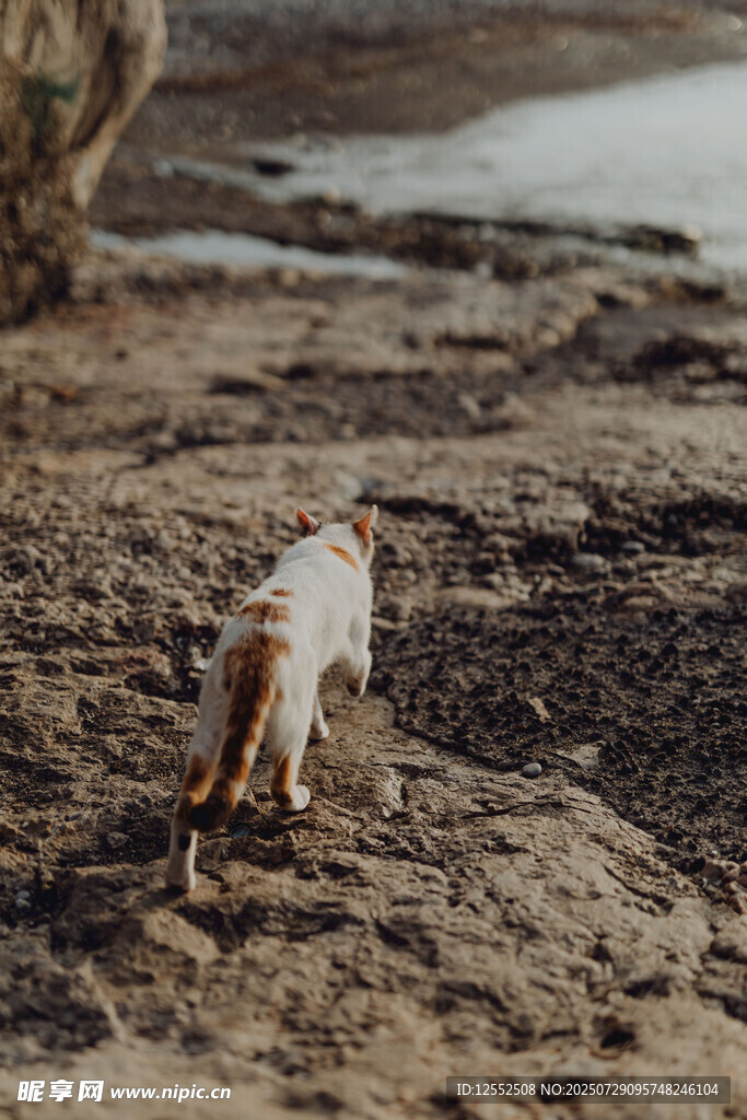 沙滩上玩耍的可爱猫咪