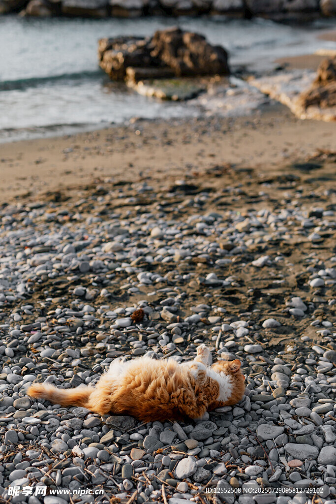 沙滩上惬意躺卧的橘猫