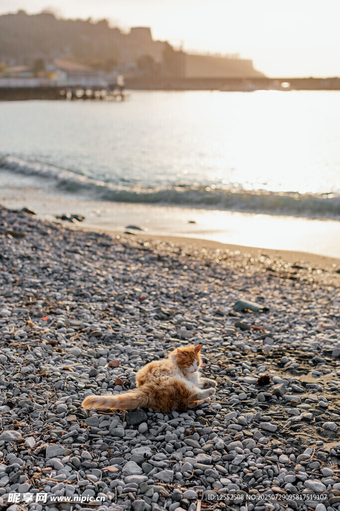 沙滩上休憩的可爱猫咪