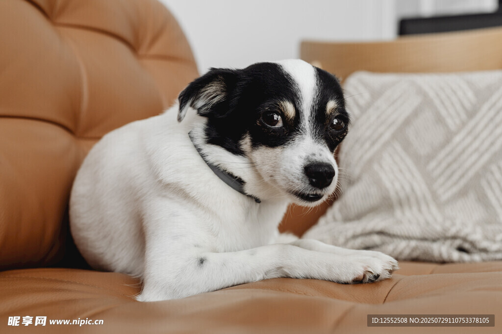 趴沙发上的黑白宠物犬