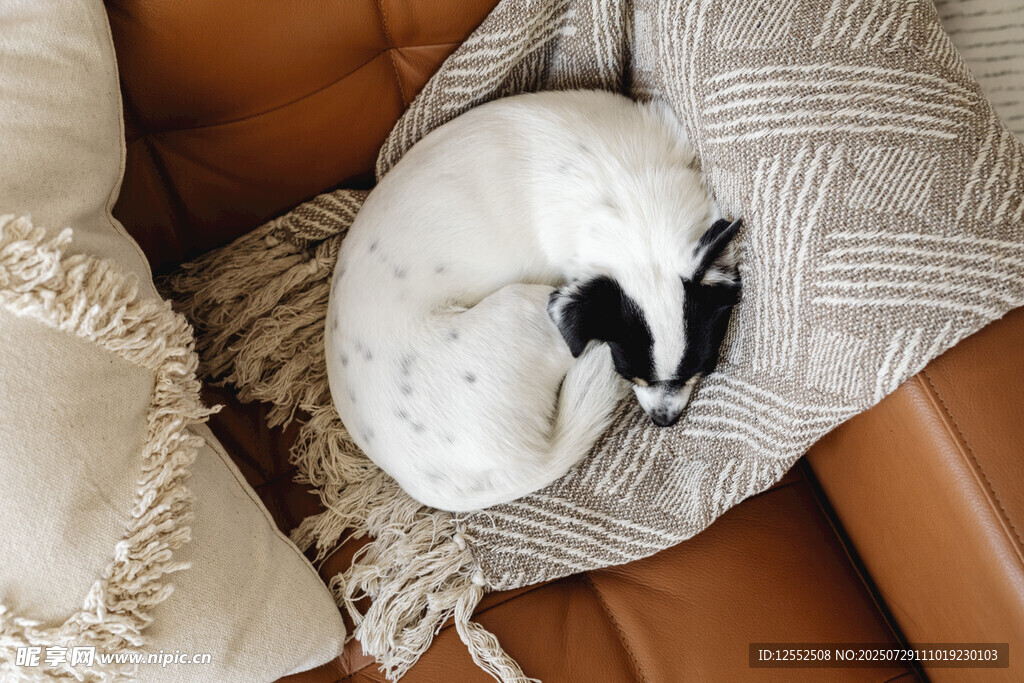 蜷卧沙发的可爱猫咪