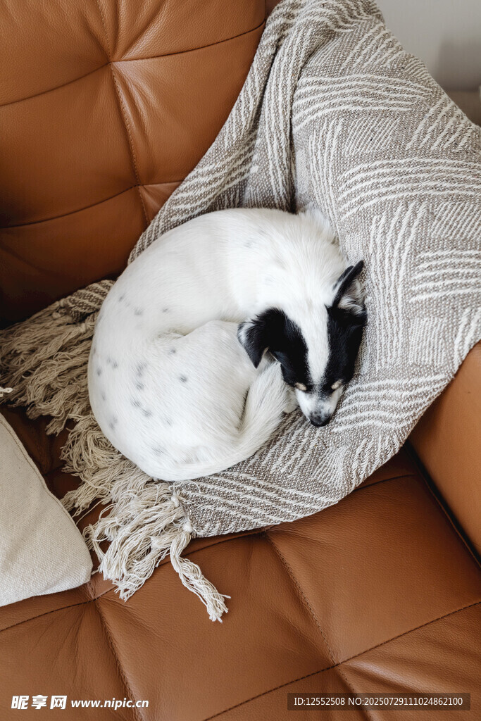 蜷卧在沙发上的可爱猫咪