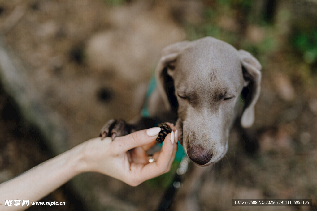 人与萌犬互动瞬间