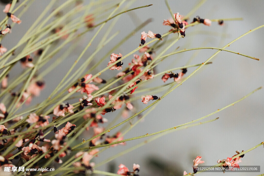 粉色小花植物特写