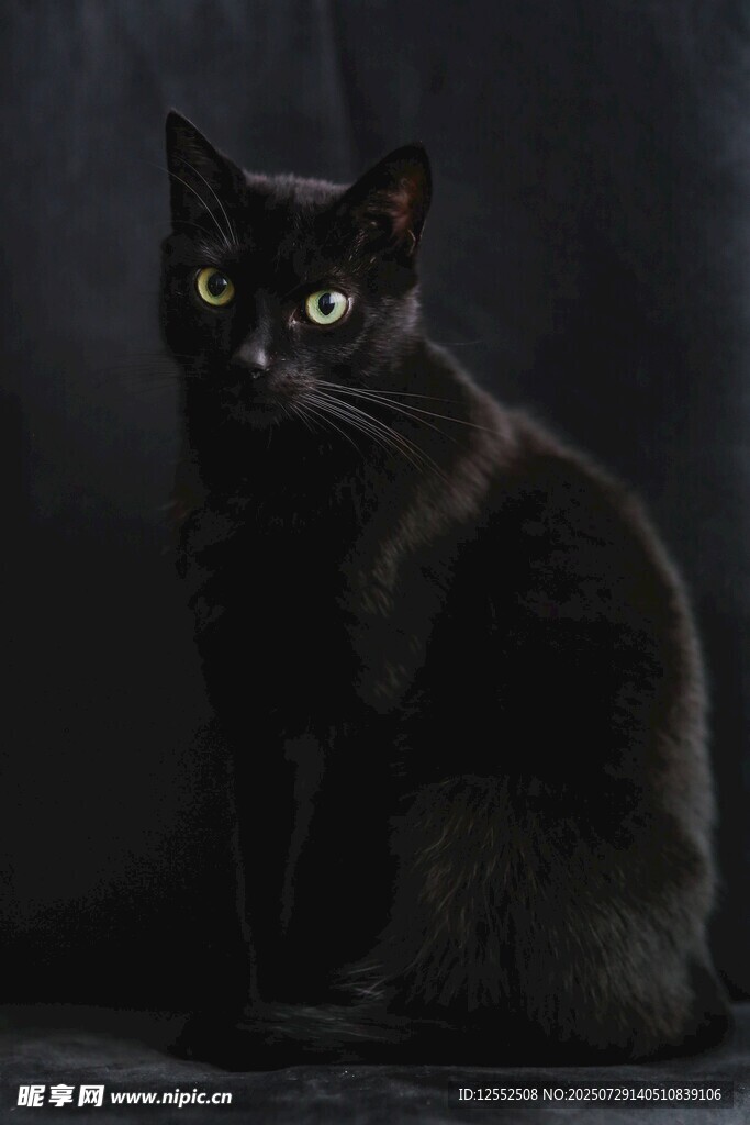 黑猫凝视