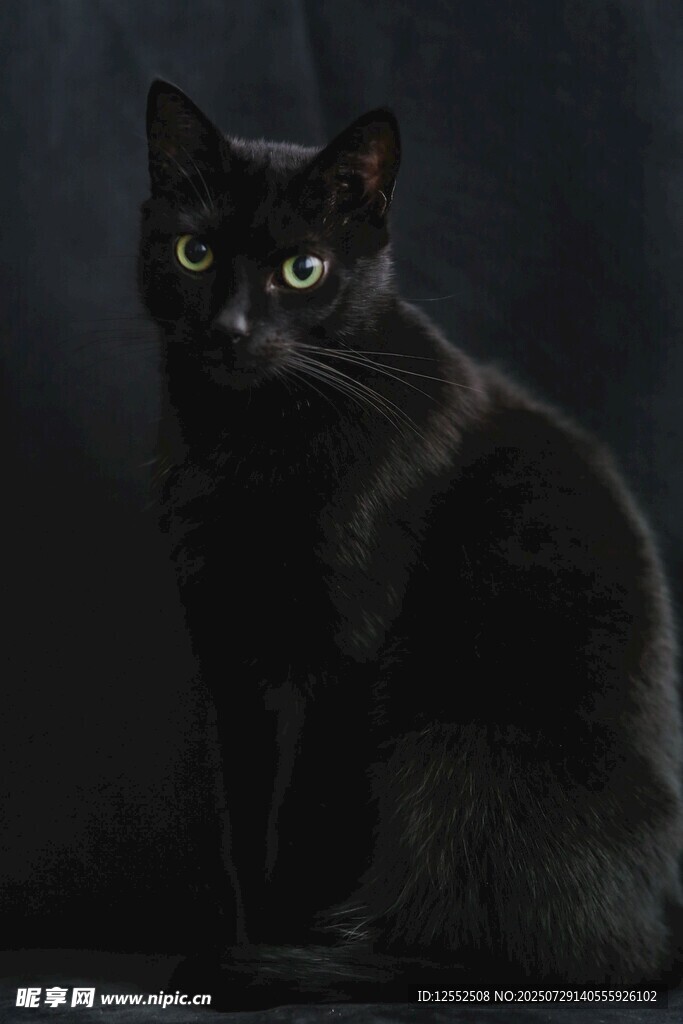 黑猫凝视