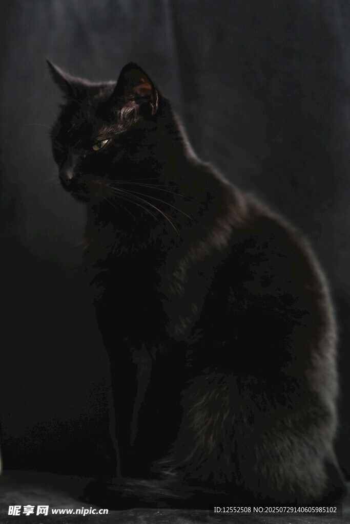 黑猫静坐