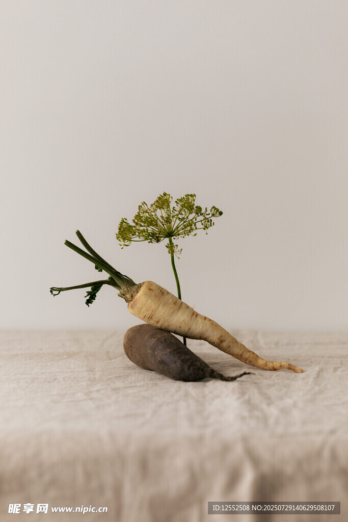 桌上摆放的根茎植物标本