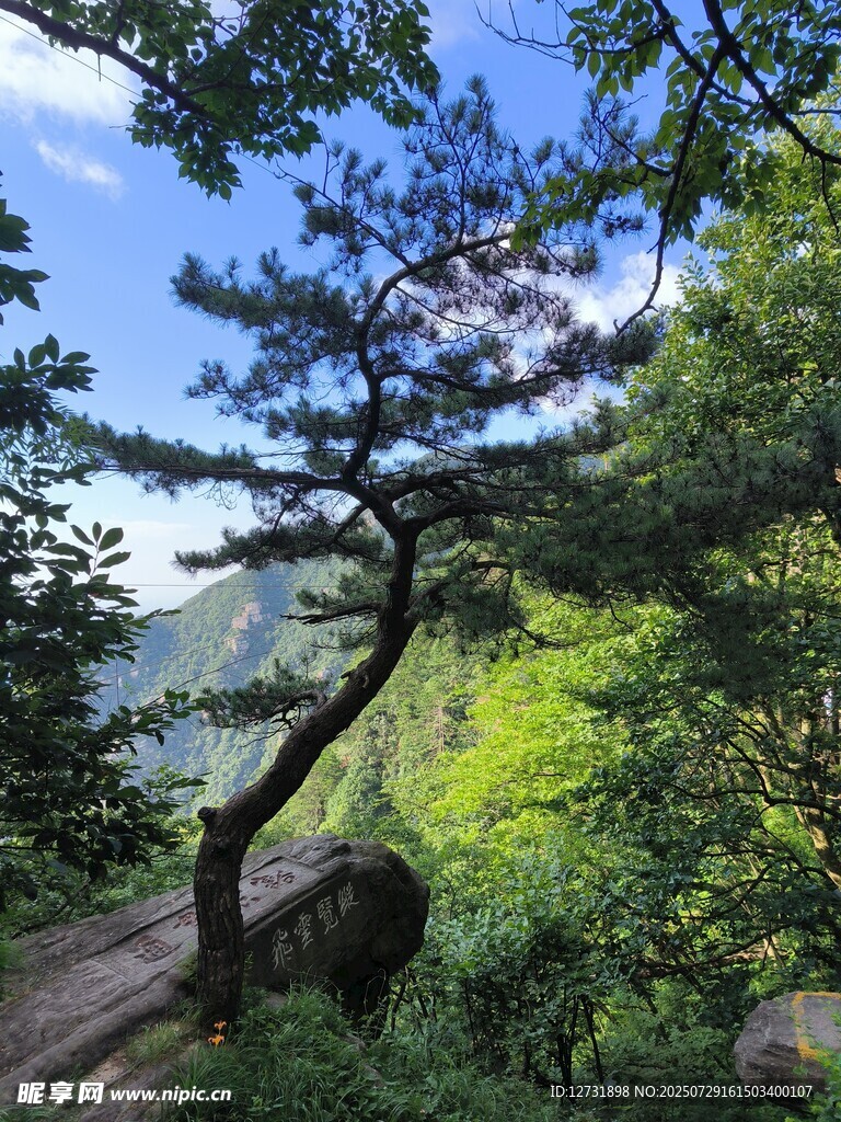 庐山迎客松 绿意盎然之景