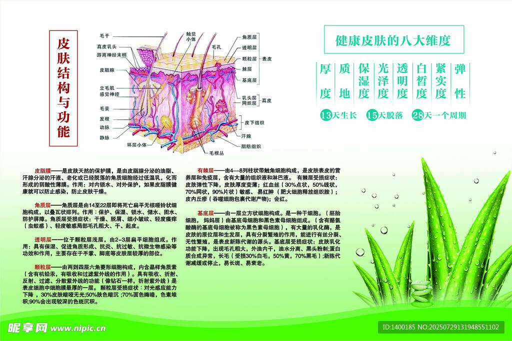 皮肤结构 五大层功能