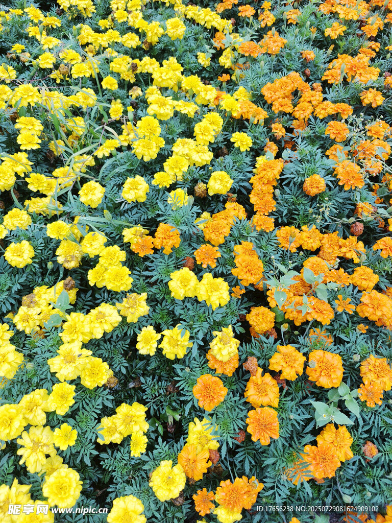 绚烂多彩的菊花花海