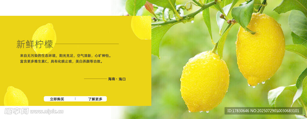 金黄柠檬挂枝头