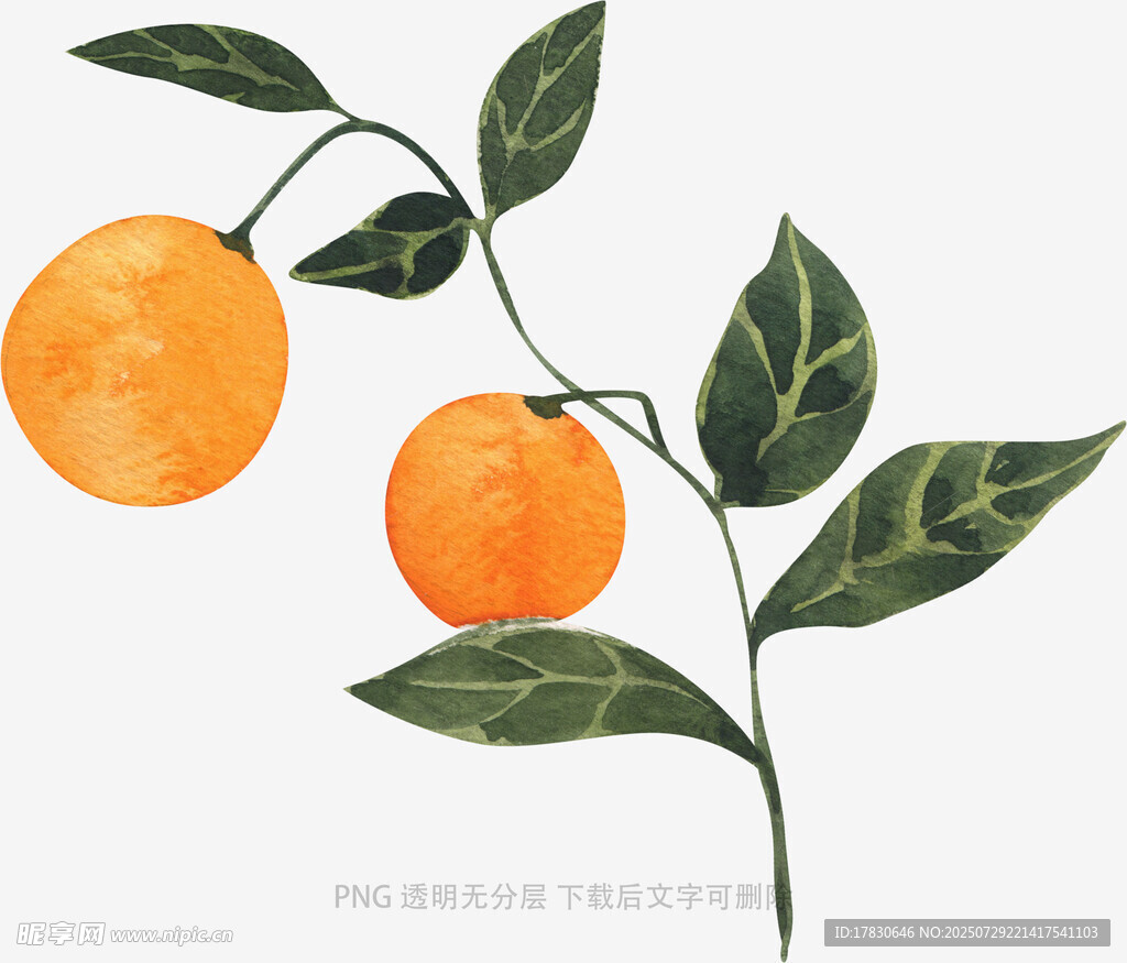 手绘枝头双橙图