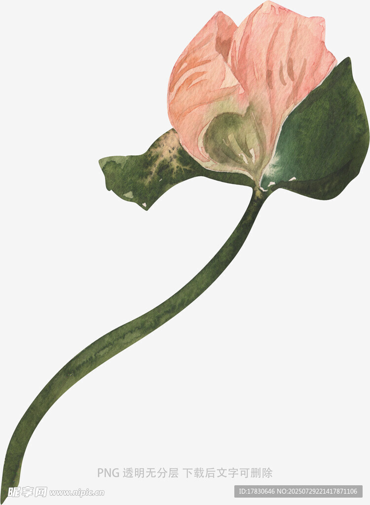 粉色花卉插画