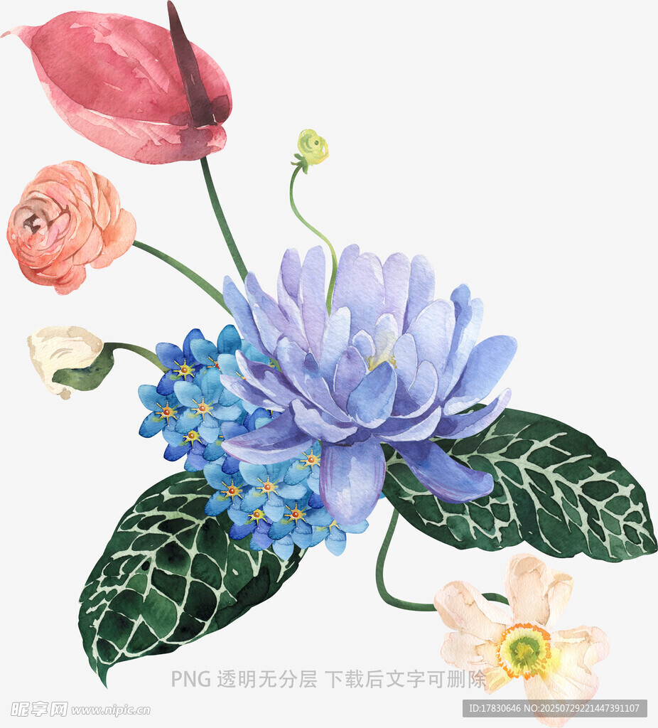 水彩花卉插画