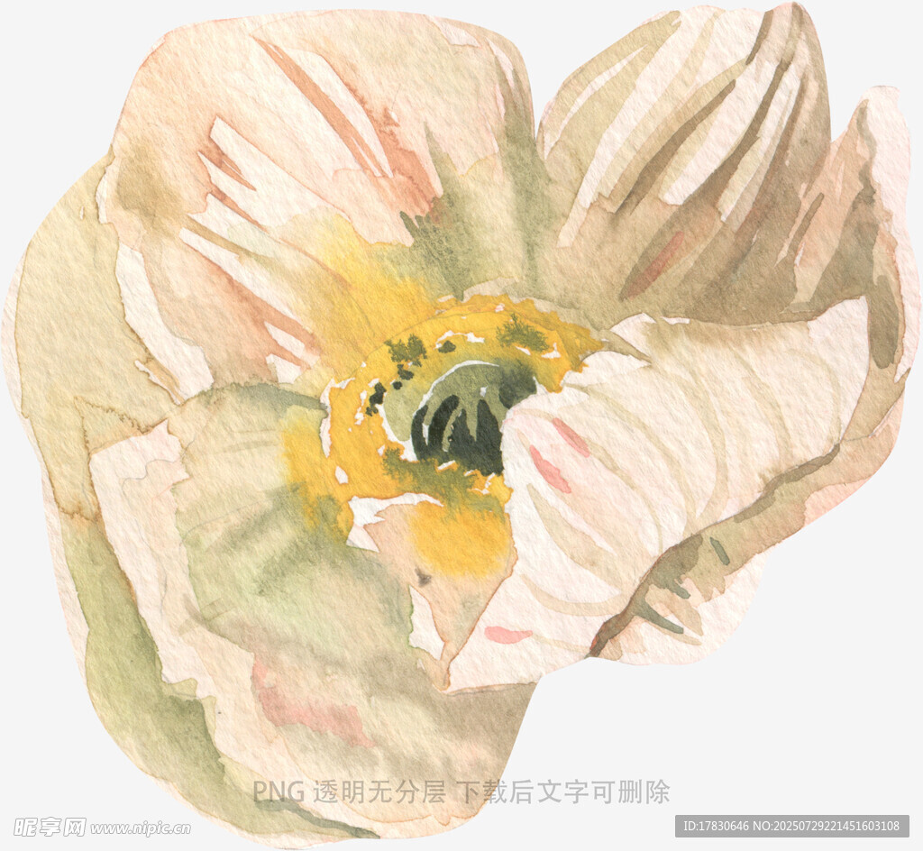 水彩绘就的柔美花卉