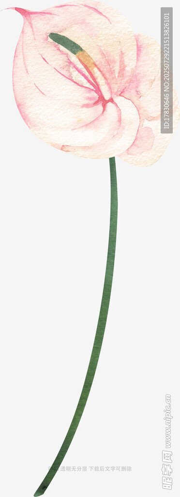 粉色海芋花特写